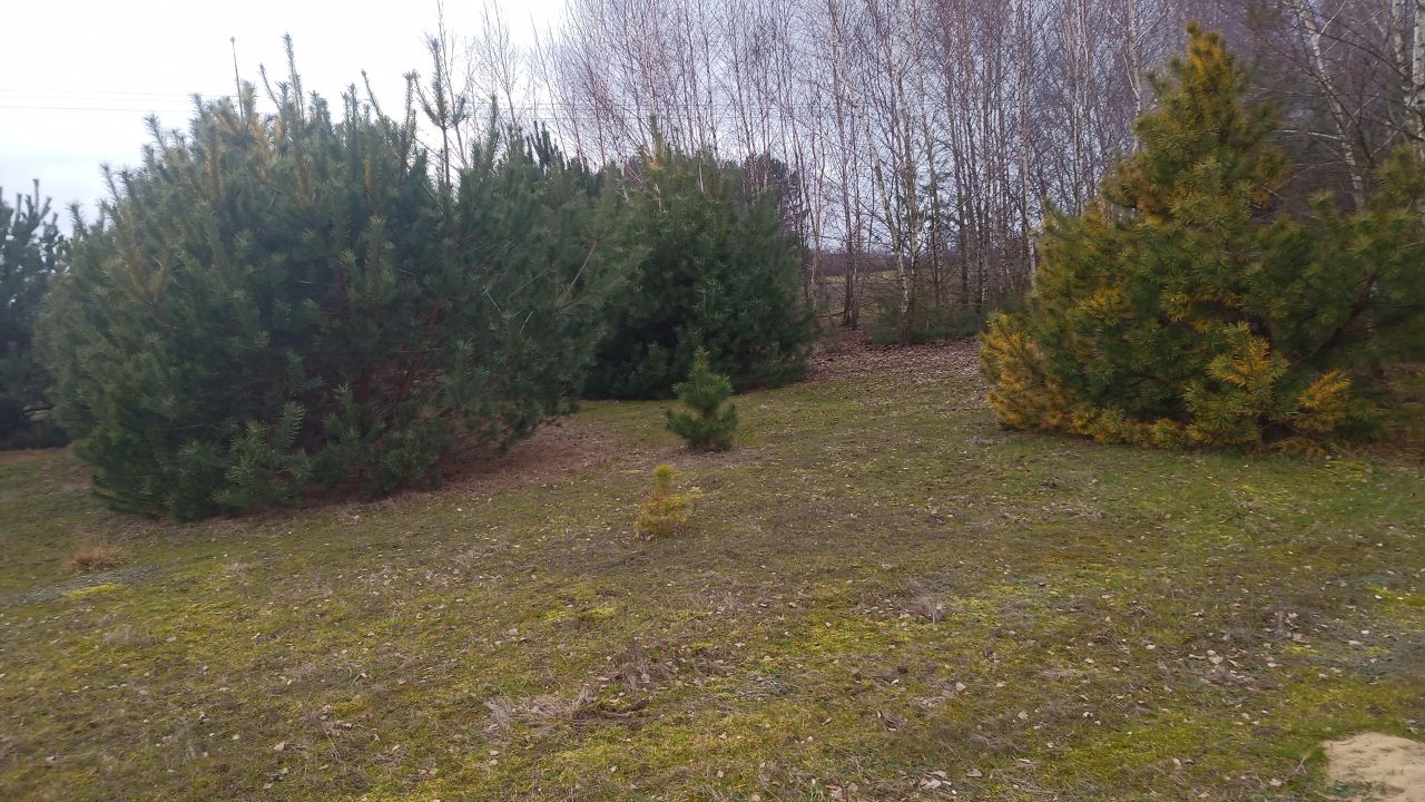 Działka rolno-budowlana Borówek. Zdjęcie 10