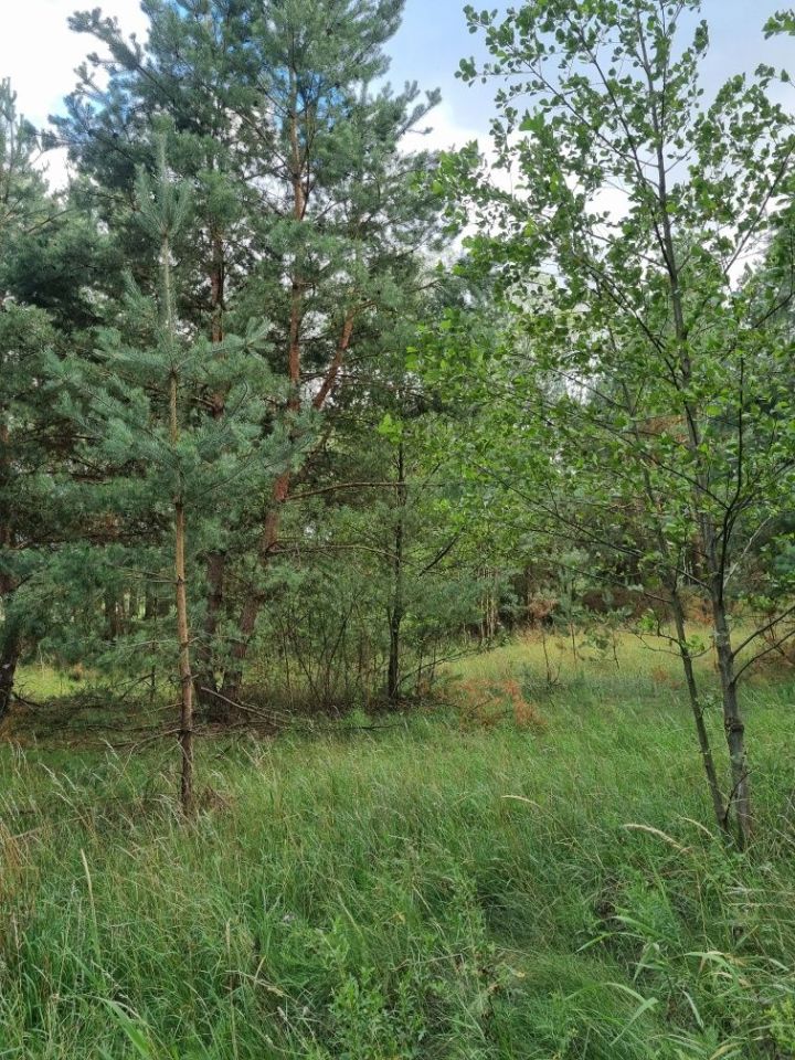 Działka rolna Ciepielów. Zdjęcie 6