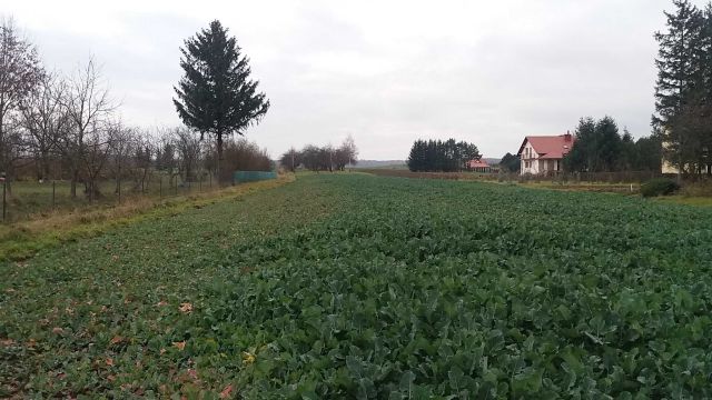 Działka rolna Kraczkowa. Zdjęcie 1