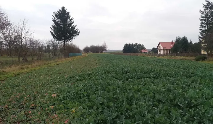 Działka rolna Kraczkowa