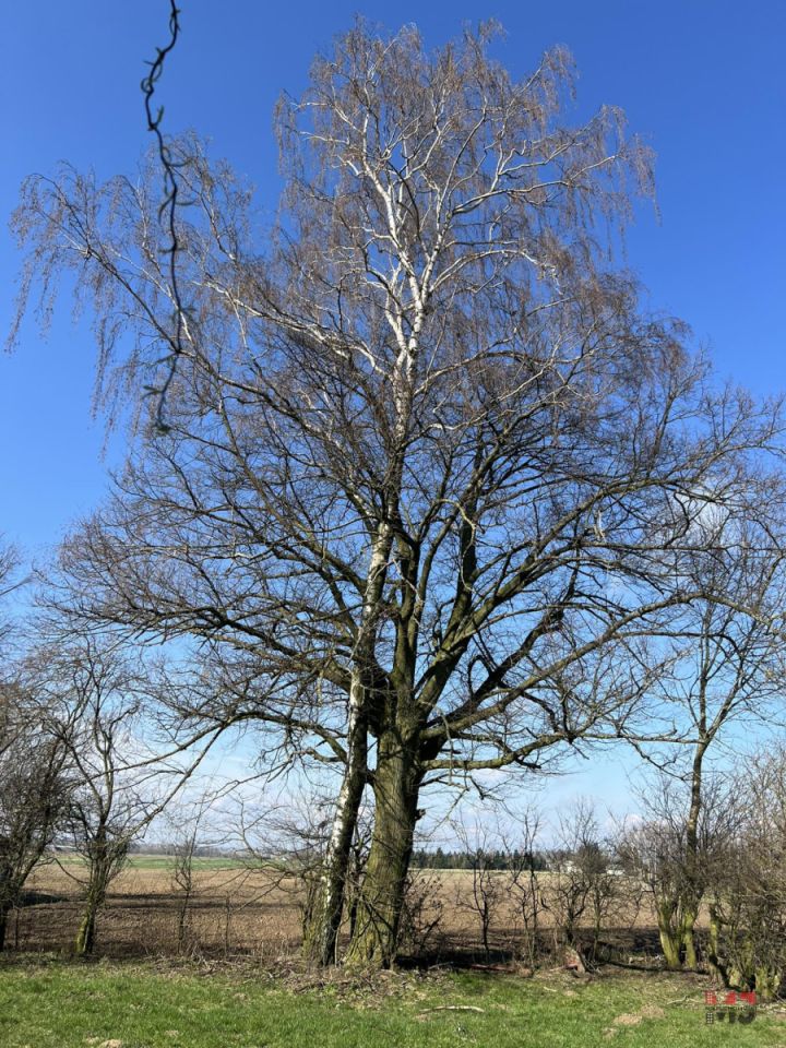 dom wolnostojący, 2 pokoje Wojciechów. Zdjęcie 22