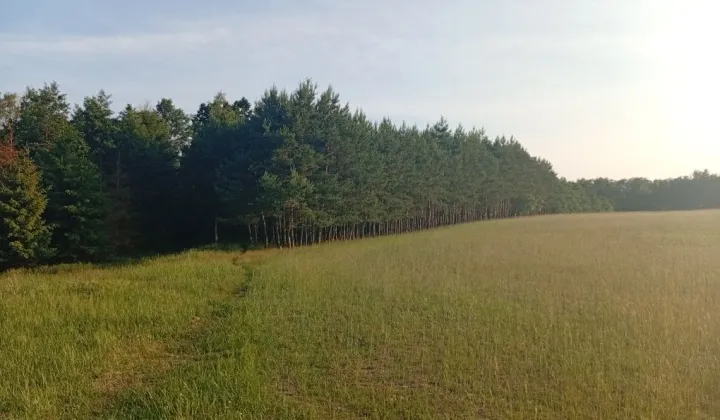 Działka Trzciano