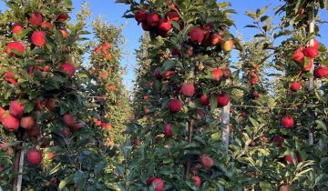 Działka rolna Gnieszowice