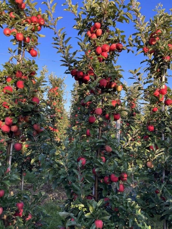 Działka rolna Gnieszowice. Zdjęcie 2