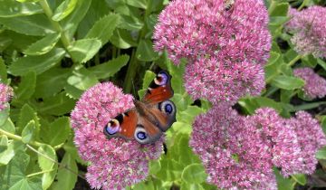 Działka rod Kraków Nowa Huta, ul. Bulwarowa
