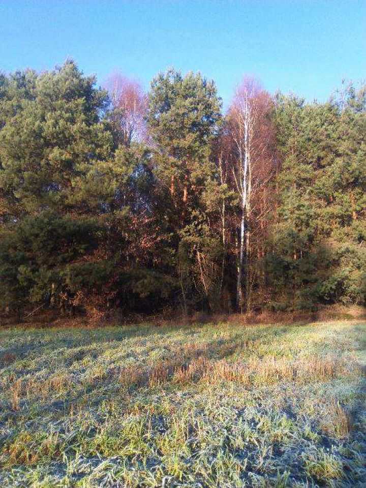 Działka leśna Kozenin. Zdjęcie 3