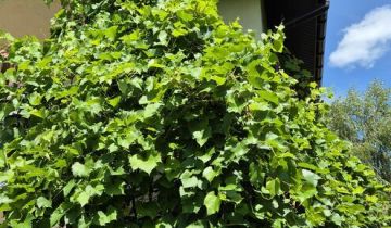 dom wolnostojący, 5 pokoi Grybów