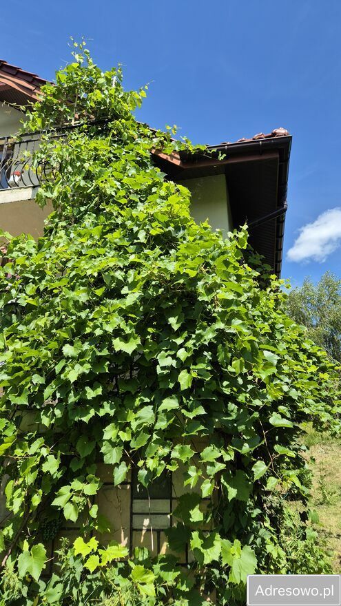 dom wolnostojący, 5 pokoi Grybów. Zdjęcie 2