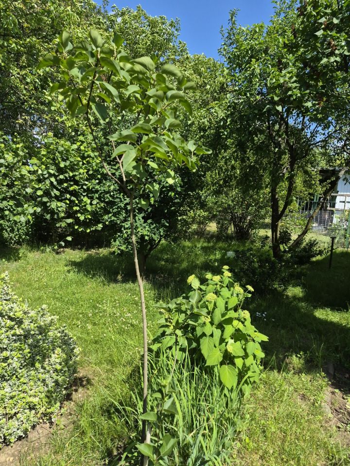 Działka rod Tarnobrzeg, ul. Borów. Zdjęcie 8