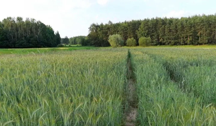 Działka rekreacyjna Czapelki