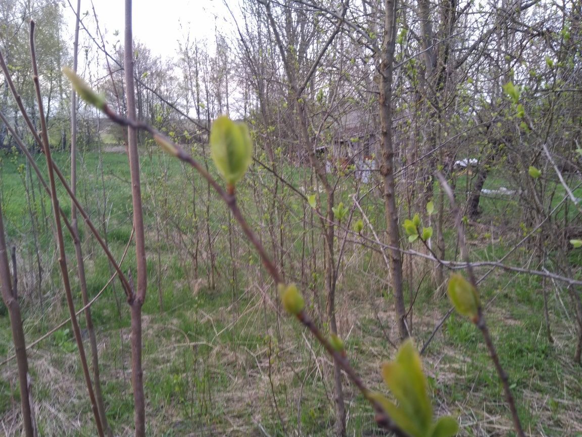 Działka budowlana Wólka Tarnowska. Zdjęcie 2