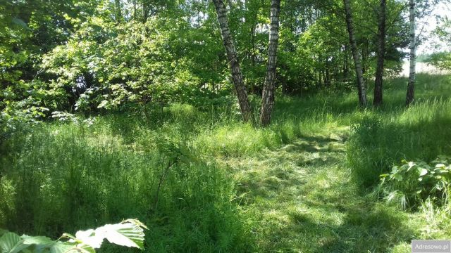 Działka leśna Wola Drzewiecka. Zdjęcie 1