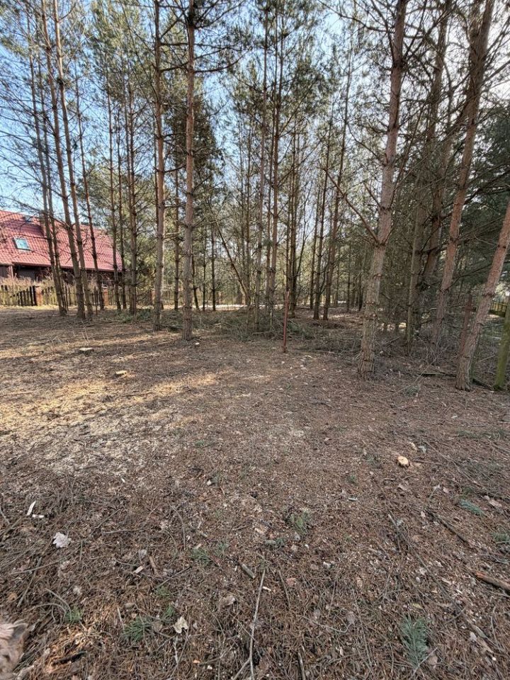 Działka leśna Zambski Kościelne. Zdjęcie 8