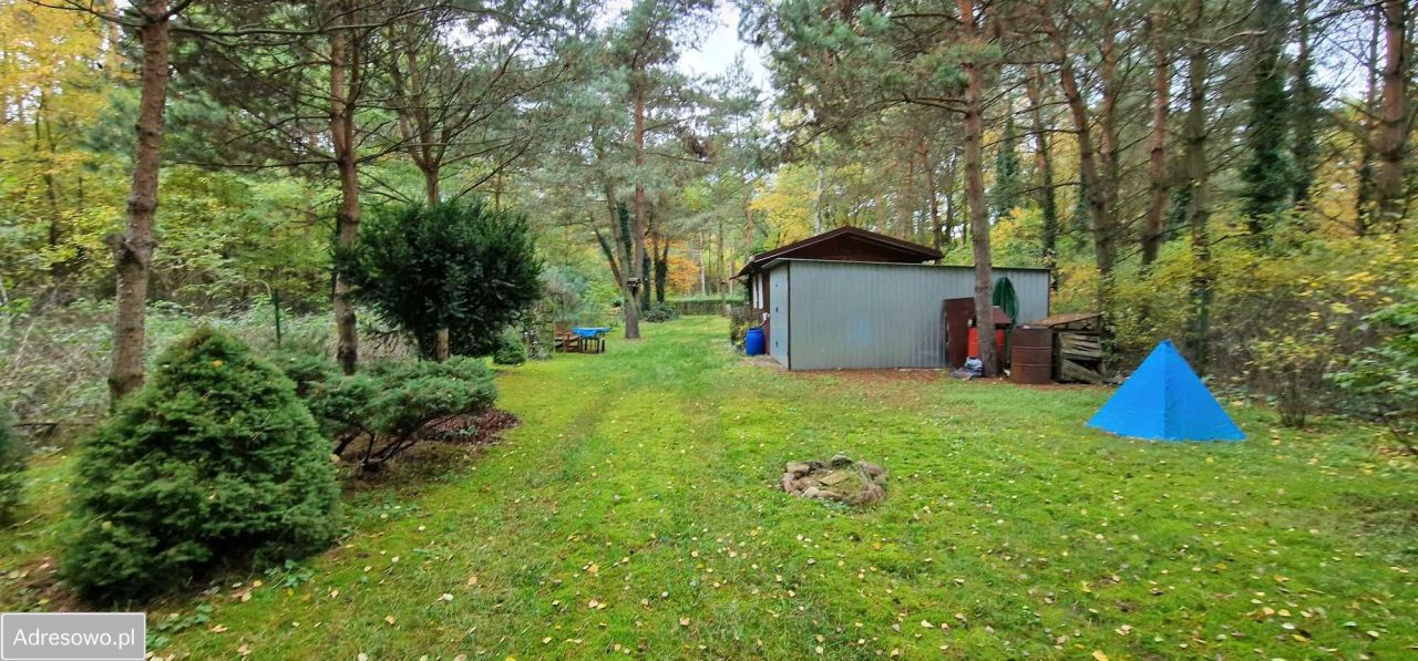 Działka leśna Kolonia Głowa. Zdjęcie 7