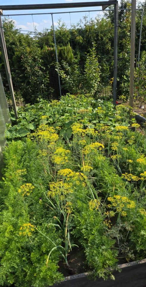 Działka rod Szamotuły, ul. Feliksa Nowowiejskiego. Zdjęcie 6