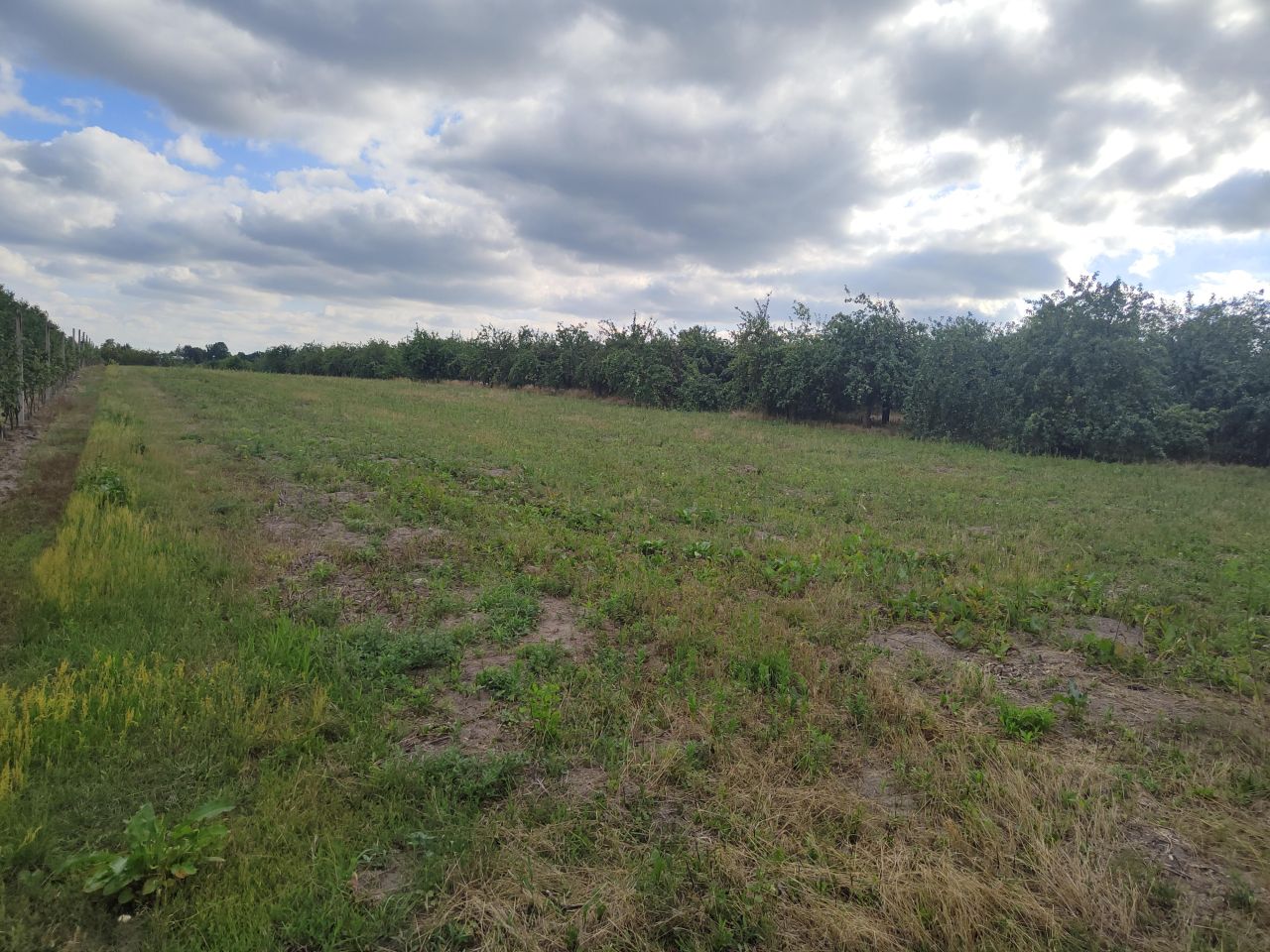 Działka rolna Czaplin. Zdjęcie 2