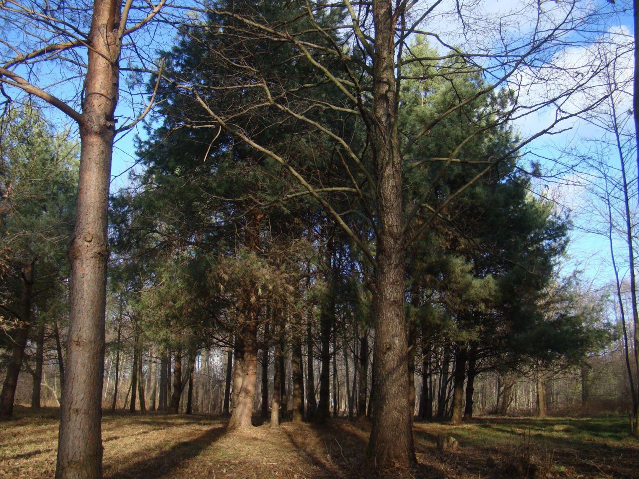 Działka budowlana Budy Zaklasztorne, ul. Lipowa/Mazowiecka