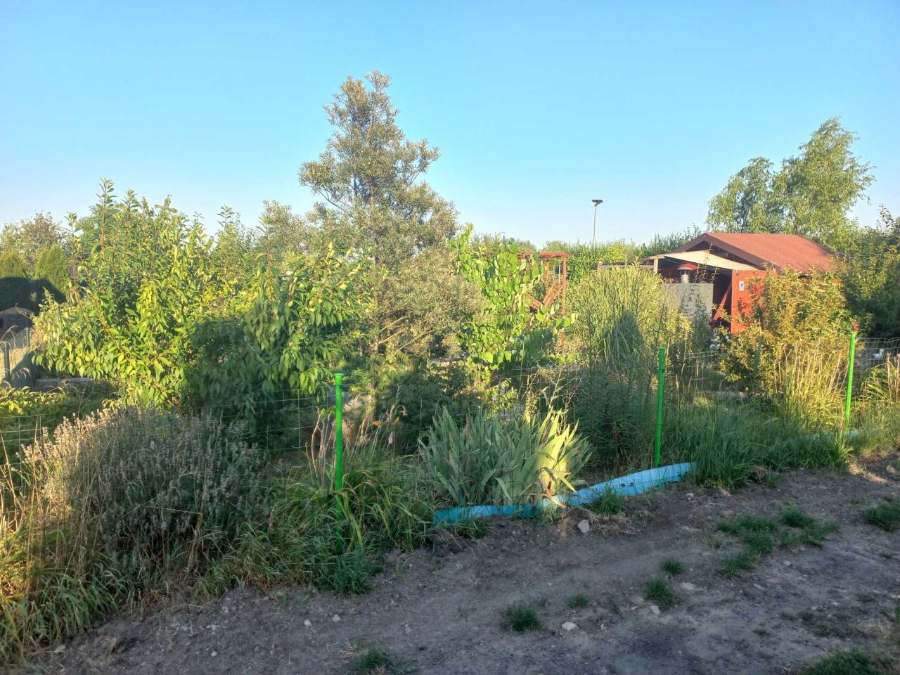 Działka rod Gliwice Łabędy, ul. Klasztorna. Zdjęcie 8