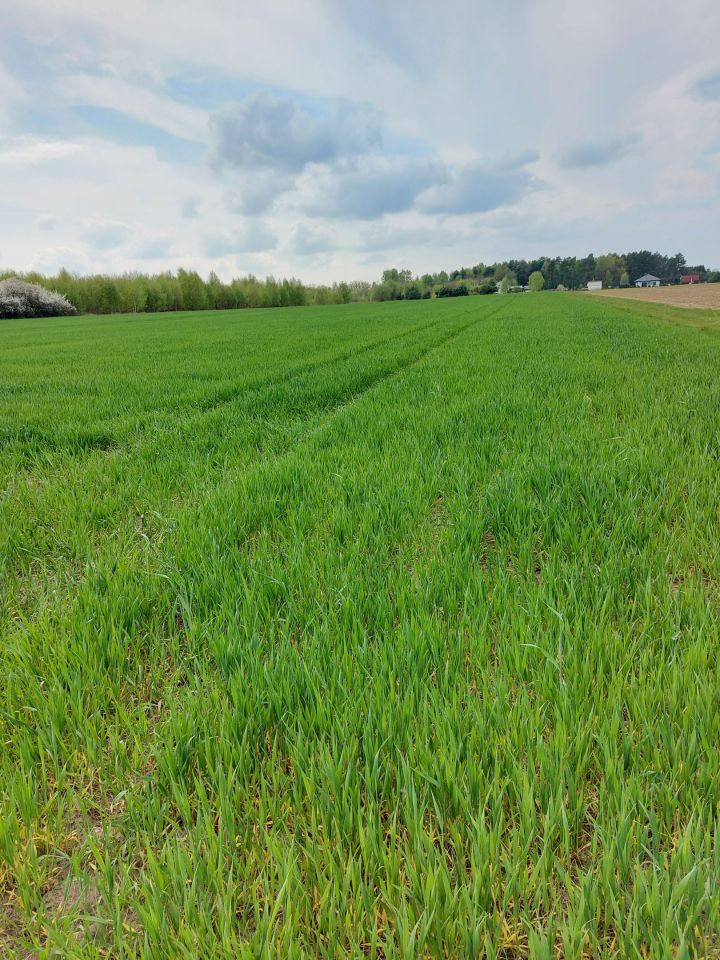 Działka rolna Cegielnia Psucka. Zdjęcie 3