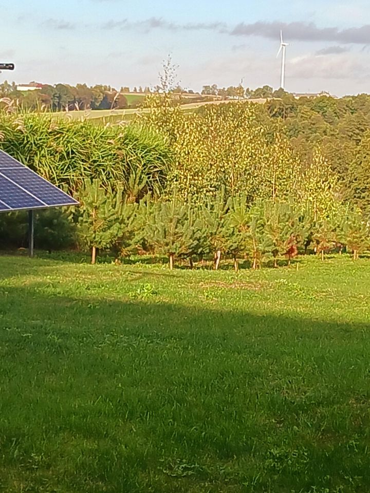 dom wolnostojący, 4 pokoje Węgiersk. Zdjęcie 2