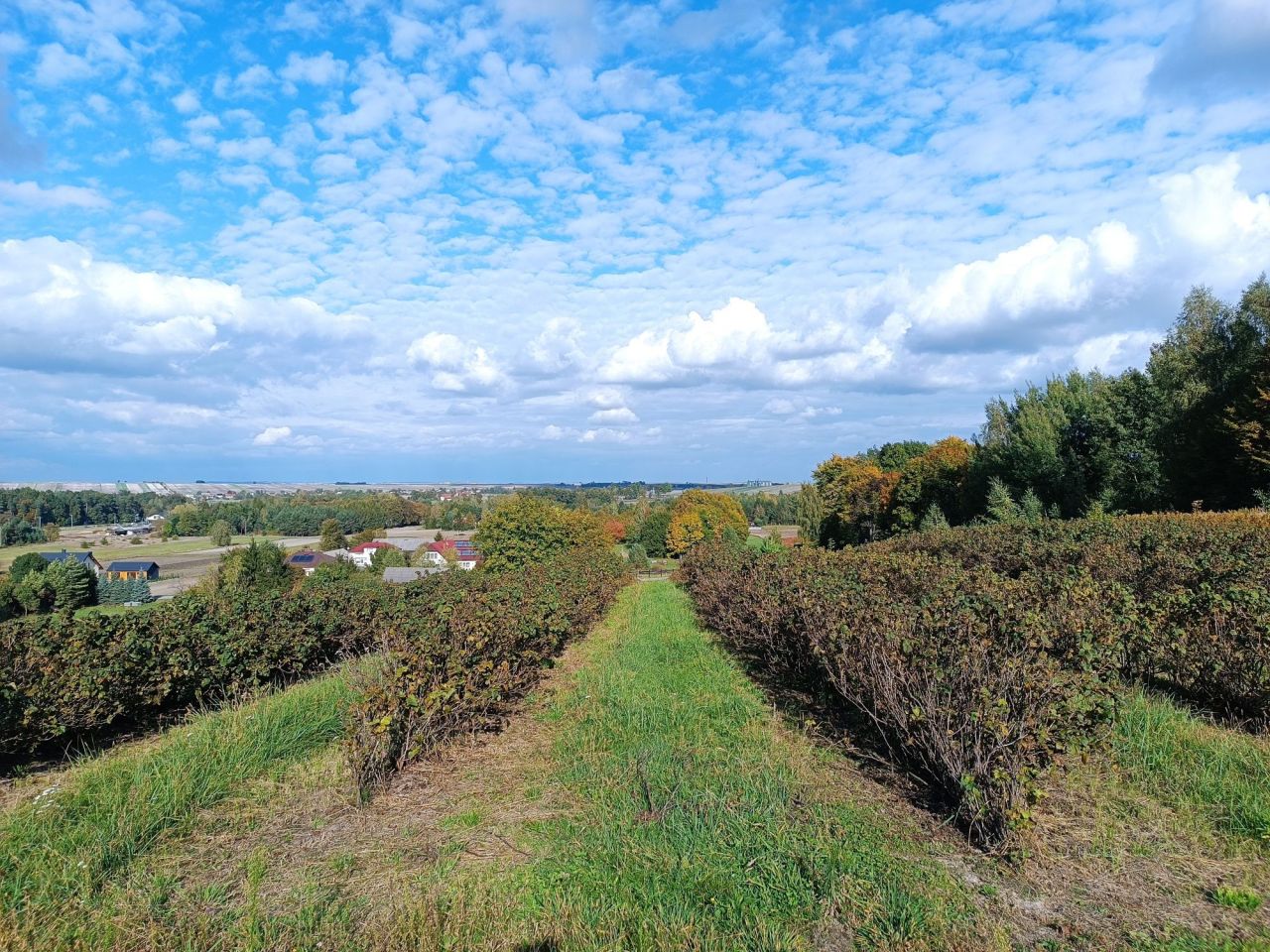 Działka Lipsko-Polesie. Zdjęcie 7