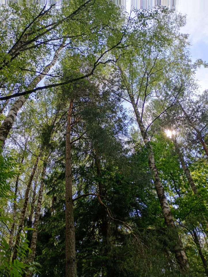 Działka rolna Płonne. Zdjęcie 4