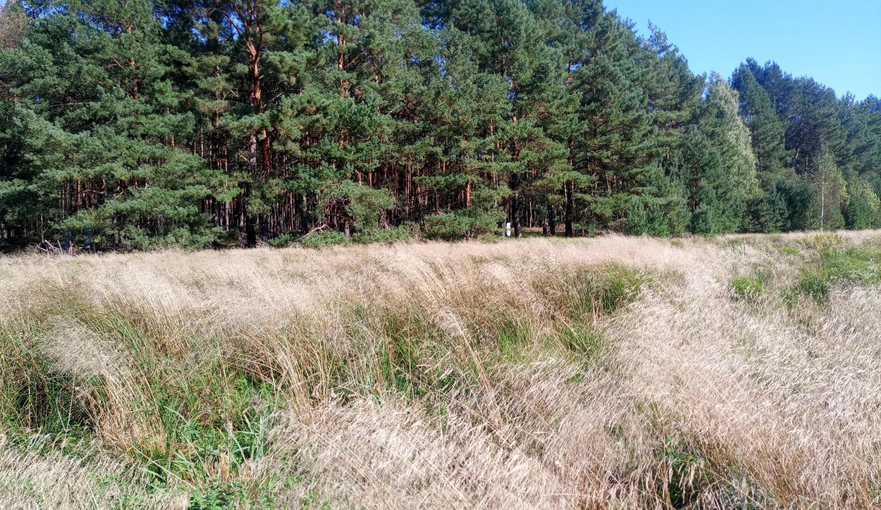 Działka budowlana Maszków, ul. Sulęcińska. Zdjęcie 3