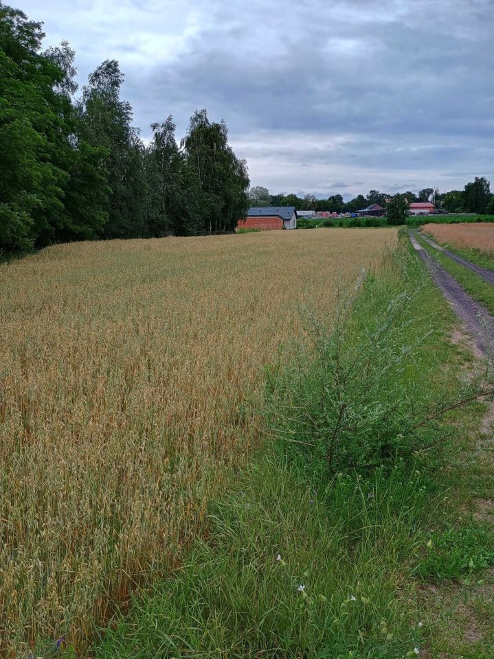 Działka rolno-budowlana Rychwał. Zdjęcie 2