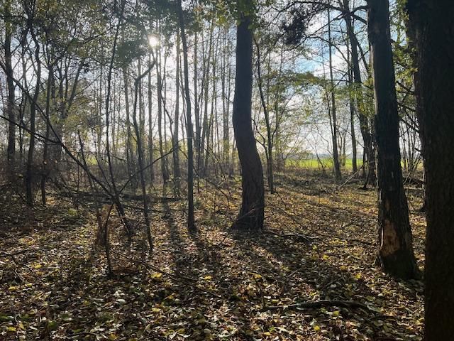 Działka leśna Stara Huta. Zdjęcie 11