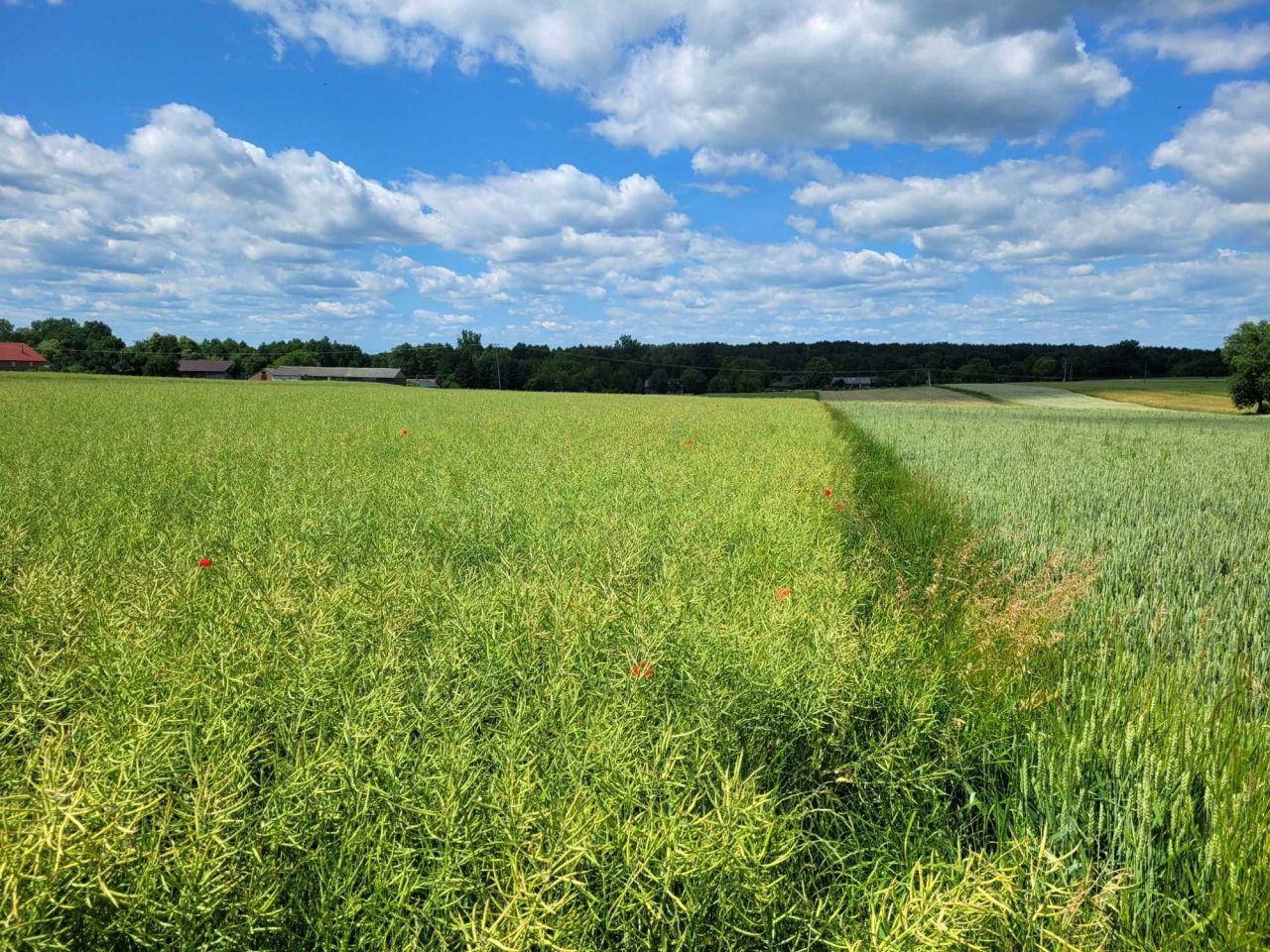 Działka rolna Skrzyniec-Kolonia. Zdjęcie 3