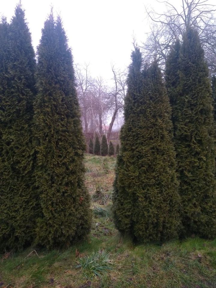 Działka rod Piła. Zdjęcie 4