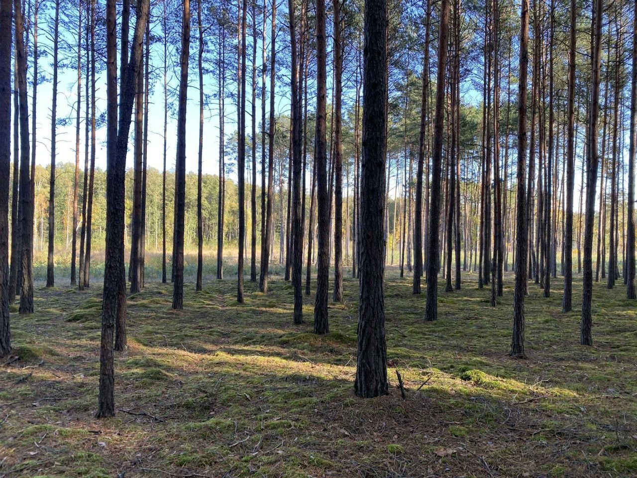 Działka budowlana Granice. Zdjęcie 6