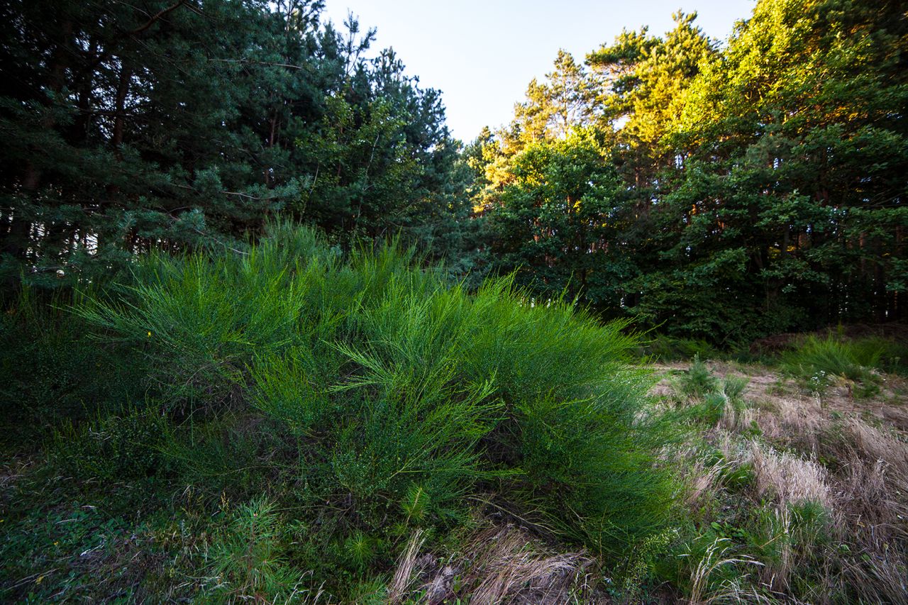 Działka budowlana Celiny. Zdjęcie 19