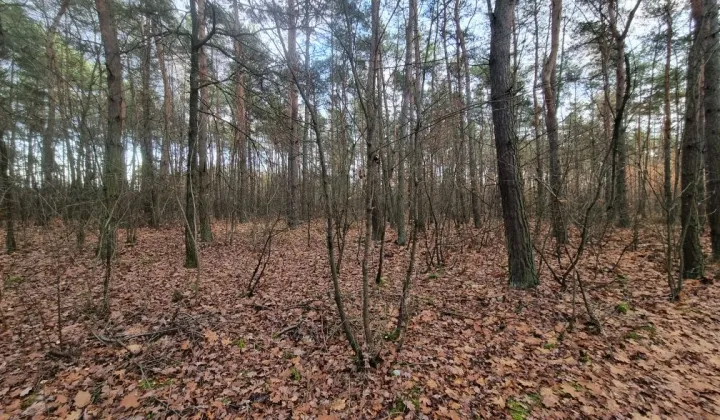 Działka leśna Omięciny