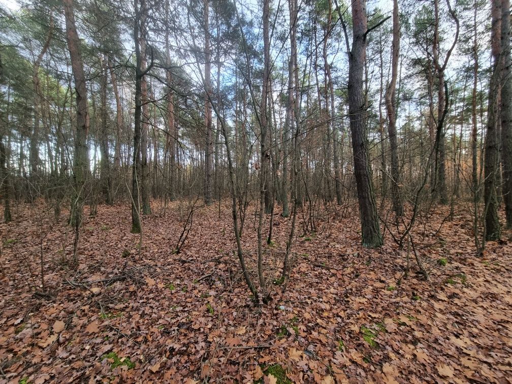 Działka leśna Omięciny