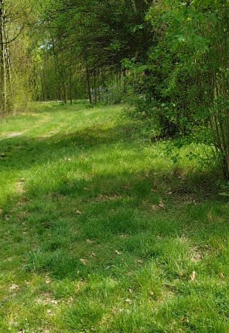Działka rolno-budowlana Zakrzew-Las. Zdjęcie 1