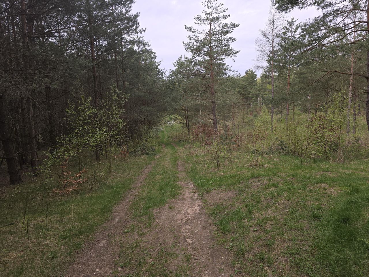 Działka leśna Ruś. Zdjęcie 7