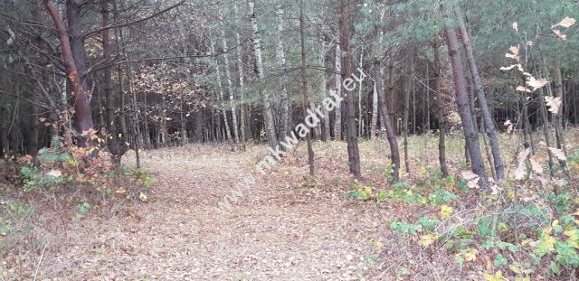 Działka siedliskowa Zimna Woda. Zdjęcie 5