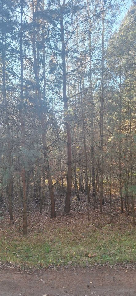 Działka leśna Zawady. Zdjęcie 5