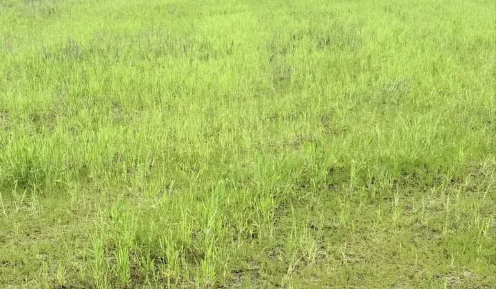 Działka budowlana Wschowa