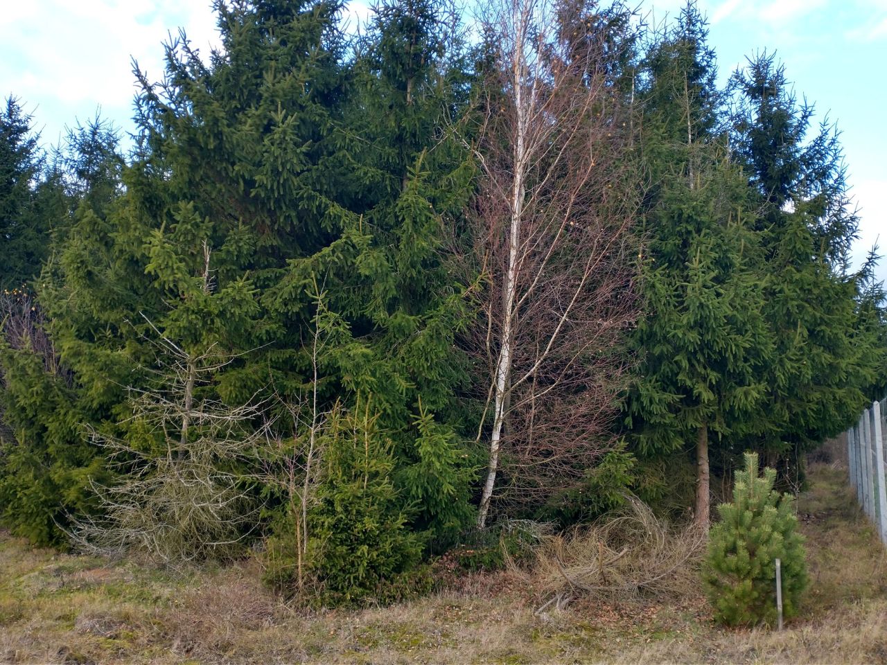 Działka rolna Ługi. Zdjęcie 17