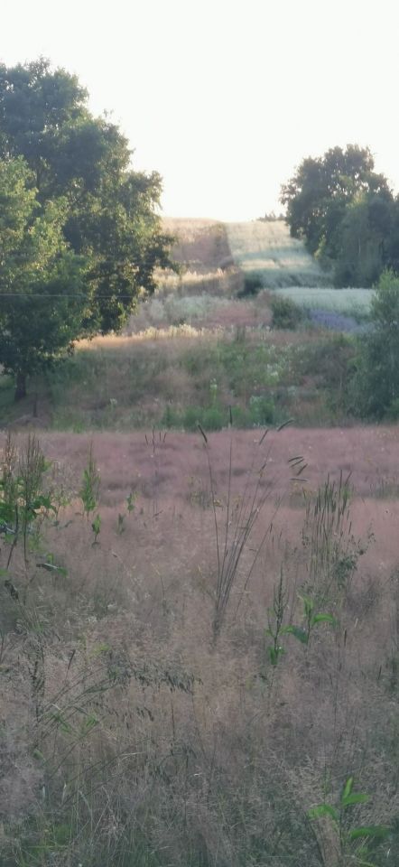 Działka rekreacyjna Bieliny, ul. Mariana Langiewicza. Zdjęcie 5