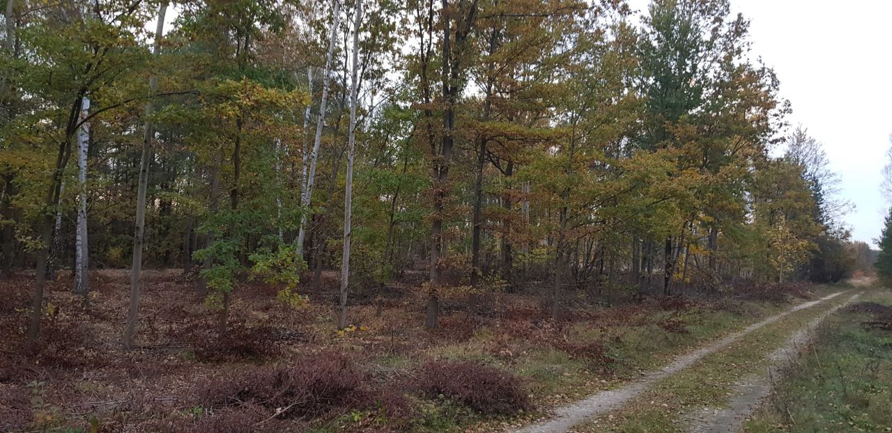 Działka budowlana Siedlów. Zdjęcie 6