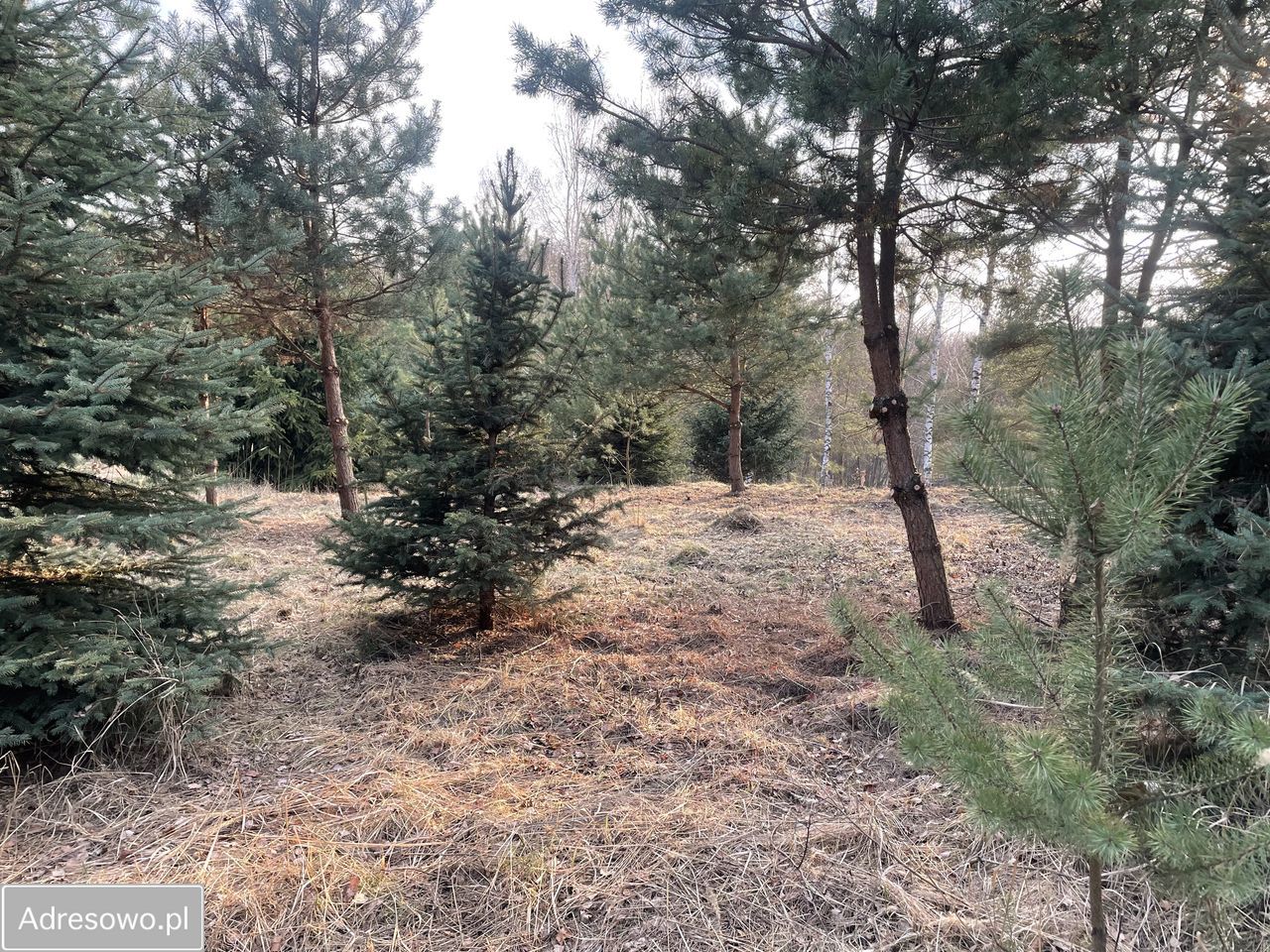 Działka budowlana Przykory. Zdjęcie 2