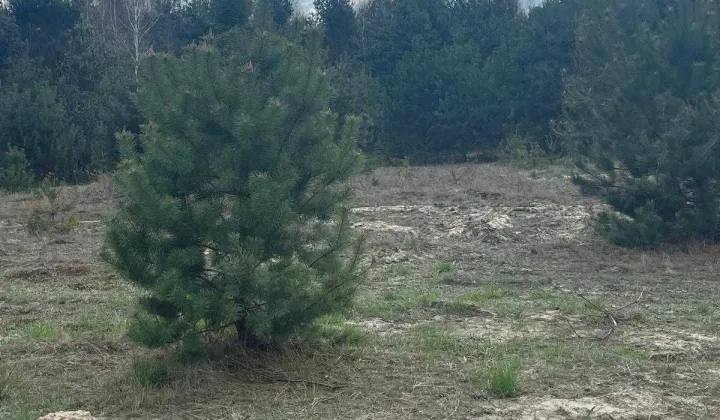 Działka rekreacyjna Stary Orzechów