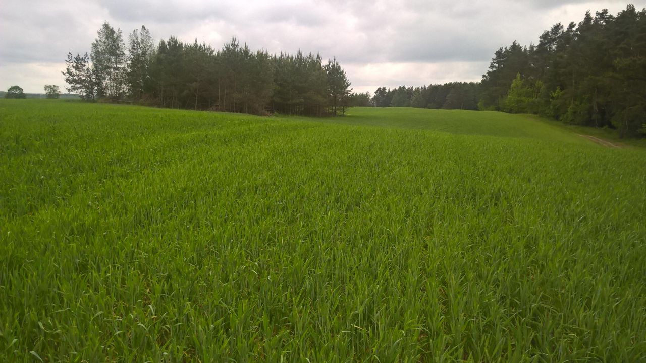 Działka rekreacyjna Stare Juchy, ul. Mazurska. Zdjęcie 6