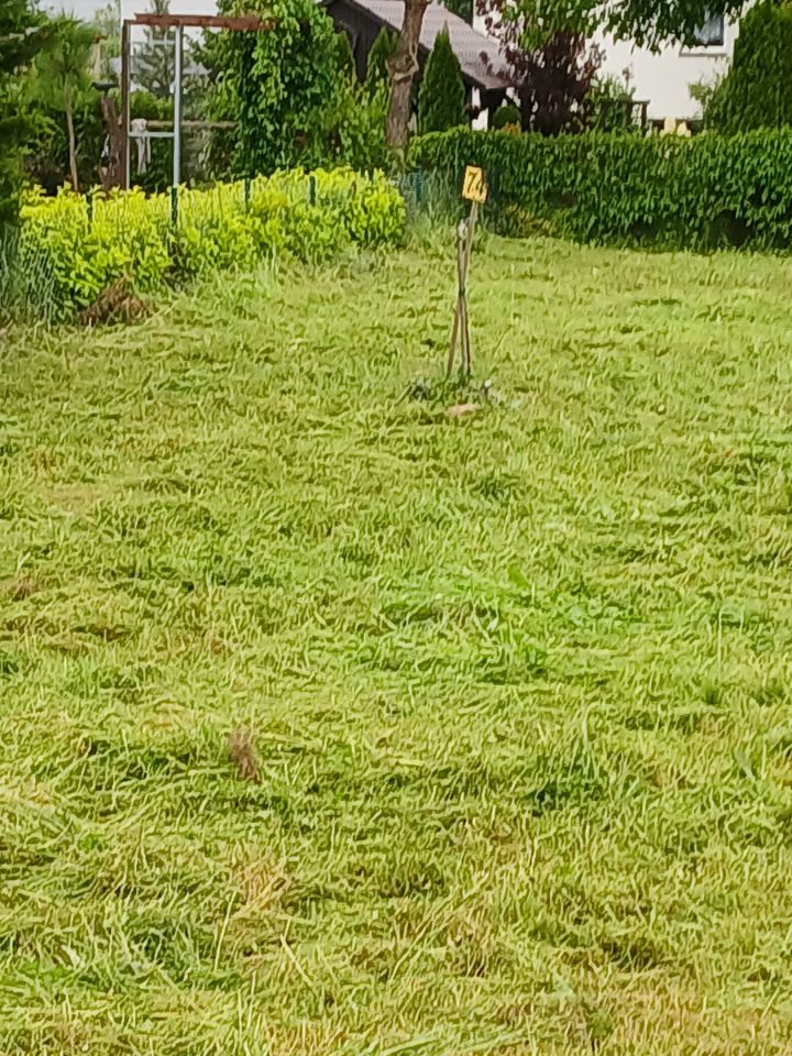 Działka rod Wrzosowa. Zdjęcie 3