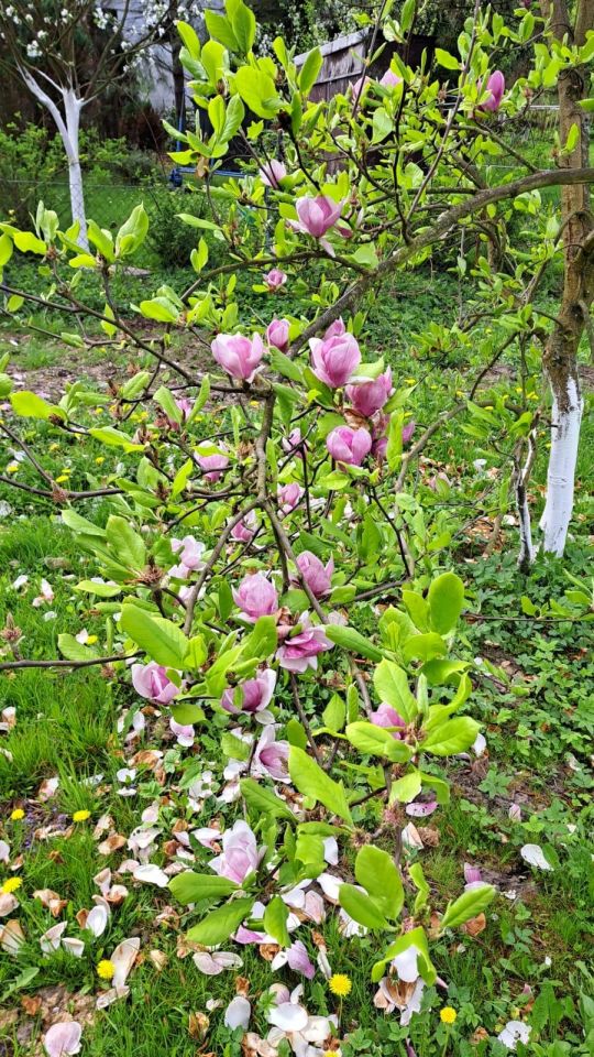 Działka rod Prusy, ul. Krajobrazowa. Zdjęcie 6