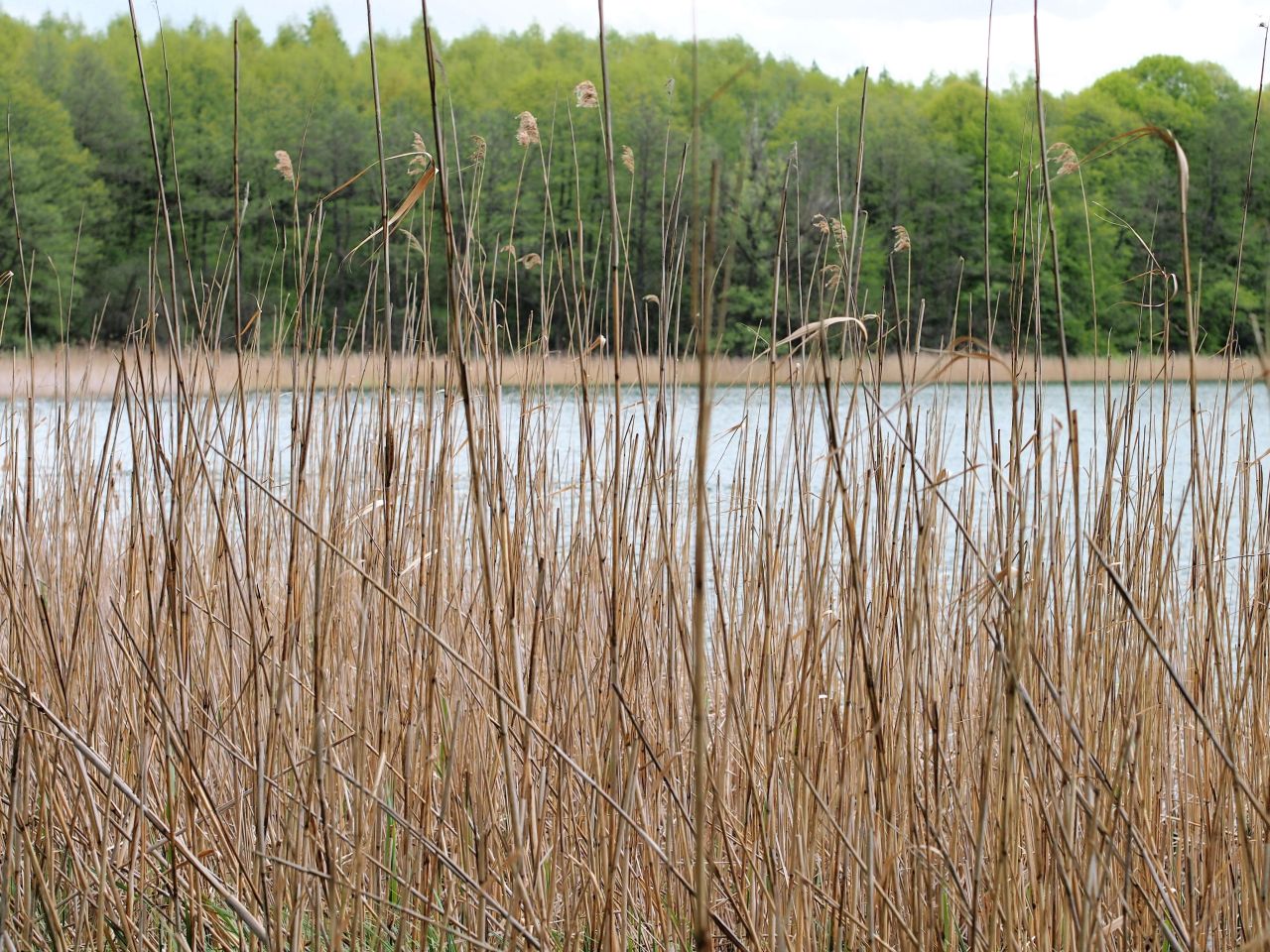 Działka rolna Swobodna. Zdjęcie 6