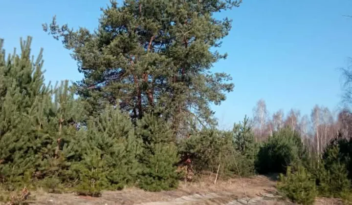 Działka budowlana Stanisławów, Skrajna